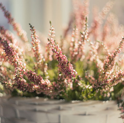 JUHLAAN---ILOON-optimized