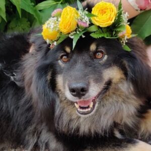 PÄÄ- TAI KAULAAN SEPPELE KOIRALLE