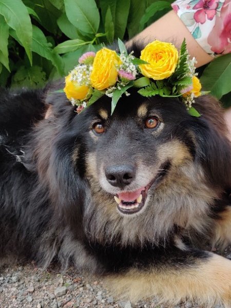 PÄÄ- TAI KAULAAN SEPPELE KOIRALLE