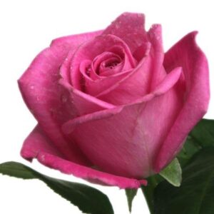 PINKKI RUUSU N. 60CM