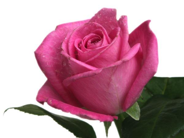 PINKKI RUUSU N. 60CM