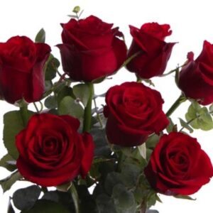 TUMMANPUNAISIA RUUSUJA