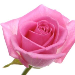 VAALEANPUNAISTA JA VIHREÄÄ, RUUSUT