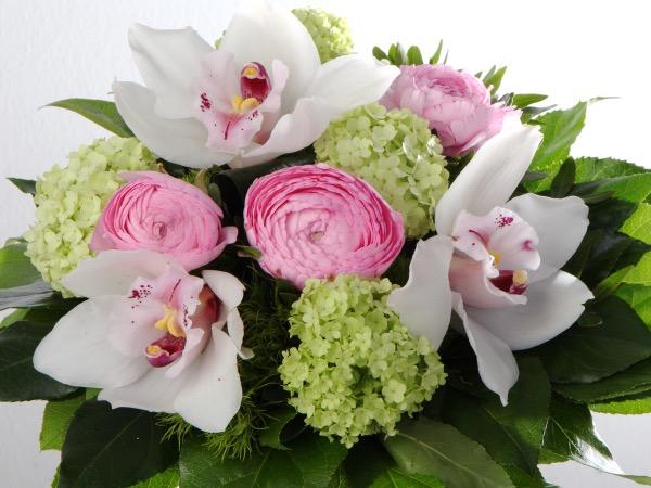 MATALA KIMPPU "ORKIDEA"