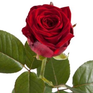 Näyttävä punainen ruusu!