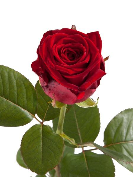 Näyttävä punainen ruusu!