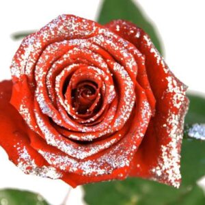 PUNAINEN RUUSU HILEELLÄ