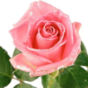 VAALEANPUNAINEN RUUSU, HILEELLÄ