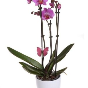 VÄRIKÄS RUUKKUORKIDEA