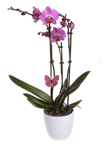 VÄRIKÄS RUUKKUORKIDEA