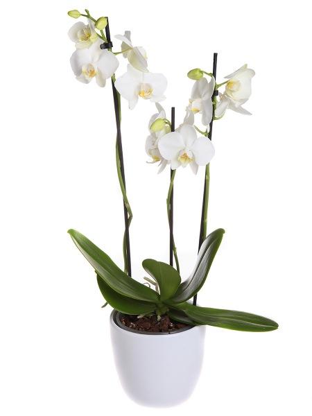 VALKOINEN RUUKKUORKIDEA