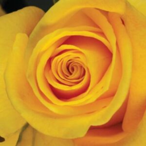 KELTAINEN ON KAUNISTA