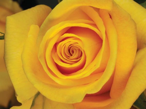 KELTAINEN ON KAUNISTA