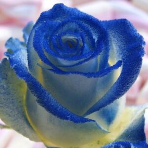 SININEN RUUSU HOPEAHILEELLÄ