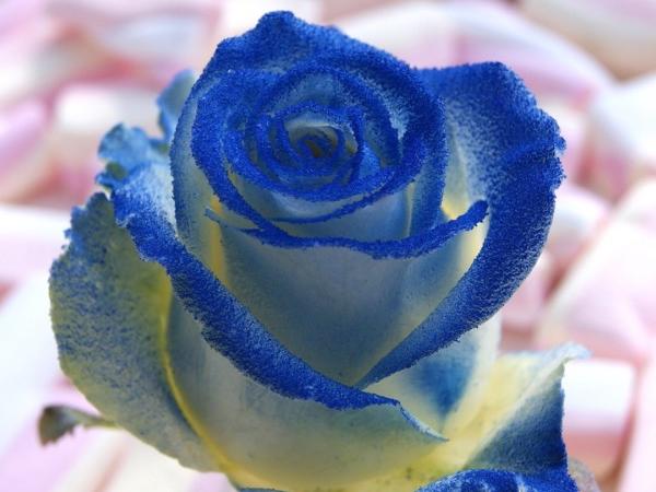 SININEN RUUSU HOPEAHILEELLÄ