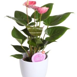 VAALEANPUNAINEN FLAMINGONKUKKA