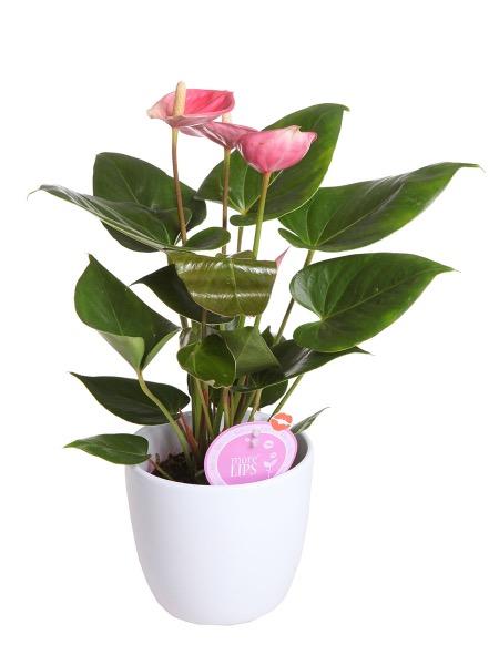 VAALEANPUNAINEN FLAMINGONKUKKA