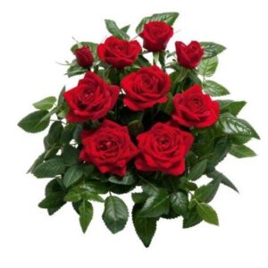 PUNAINEN PATIO RUUKKURUUSU