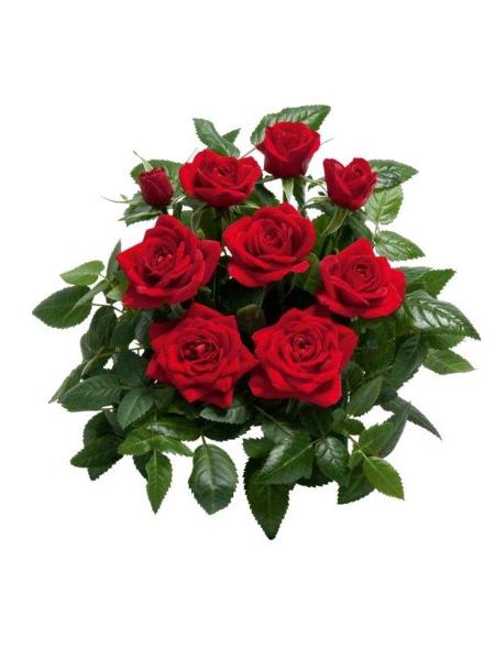 PUNAINEN PATIO RUUKKURUUSU