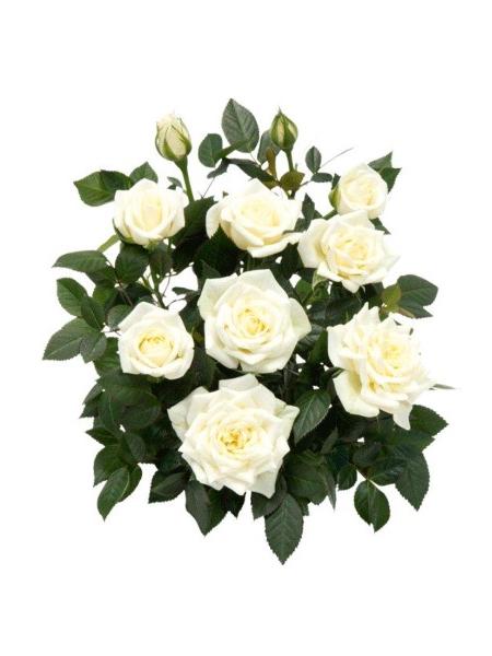 VALKOINEN RUUKKURUUSU