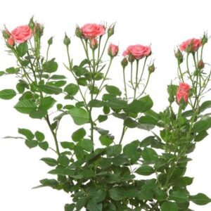 VAALEANPUNAINEN JALORUUSU