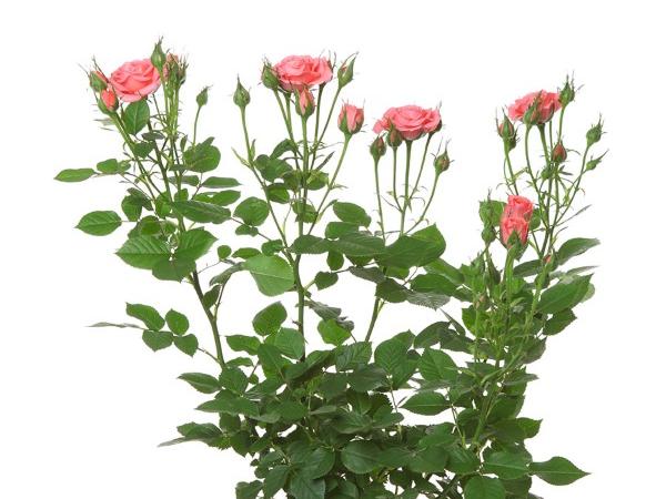 VAALEANPUNAINEN JALORUUSU