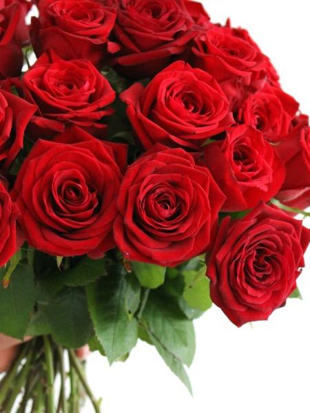 PUNAINEN RUUSU 60 CM