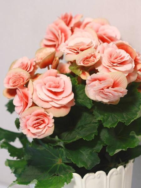 VAALEANPUNAINEN RUUSUBEGONIA