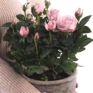 #RUUKKURUUSU VAALEANPUNAINEN