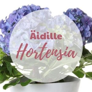 IHANA RUUKKUHORTENSIA SININEN