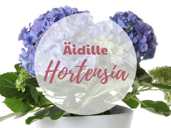 IHANA RUUKKUHORTENSIA SININEN