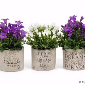 HERKKÄ LILA MUURIKELLO