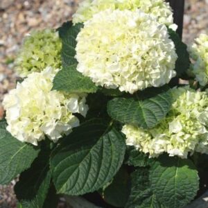 MAHTAVA HORTENSIA VALKOINEN