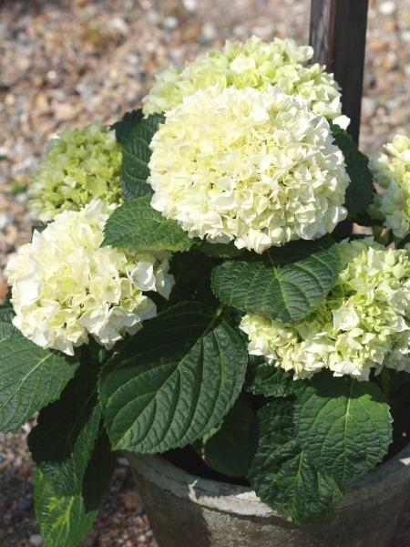 MAHTAVA HORTENSIA VALKOINEN