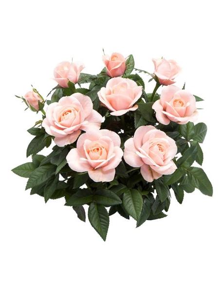 VAALEANPUNAINEN RUUKKURUUSU