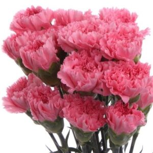 VAALEANPUNAISIA NEILIKOITA, KORKEAKIMPPU