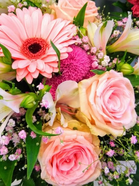 VAALEANPUNAINEN HERKKYYS