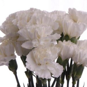 VALKOISIA NEILIKOITA, KORKEA KIMPPU