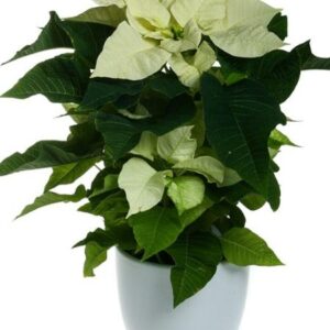 VAIHDA VALKOINEN JOULUTÄHTI, MINIMONI