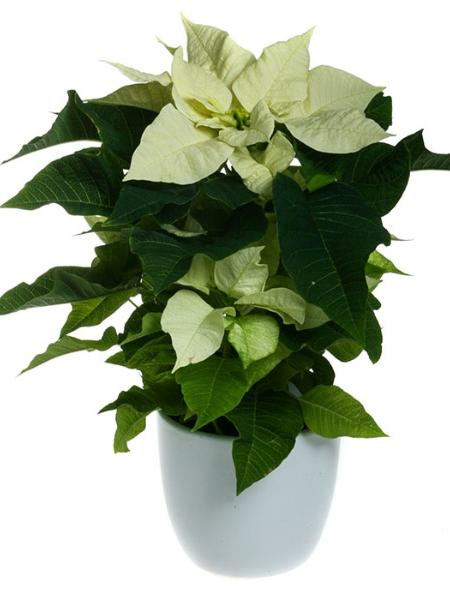 VAIHDA VALKOINEN JOULUTÄHTI, MINIMONI