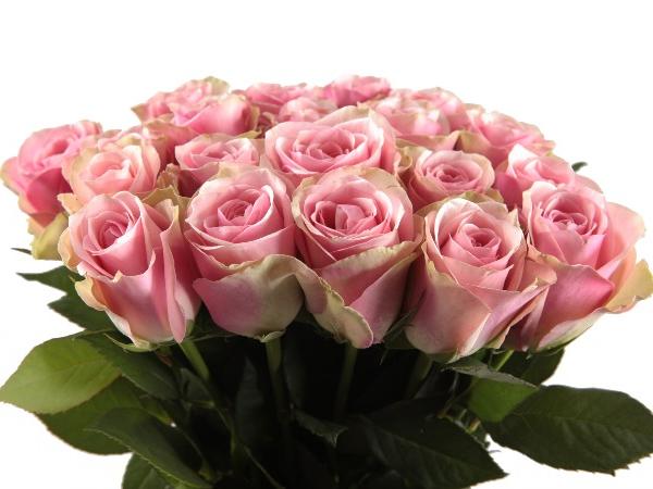 VAALEANPUNAISIA RUUSUJA