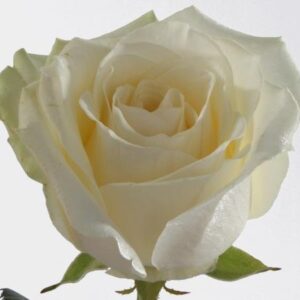 NÄYTTÄVÄ VALKOINEN RUUSU!