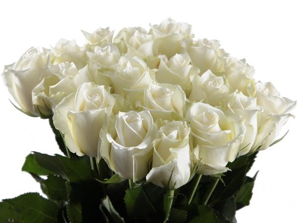 Ruusukimppu valkoinen